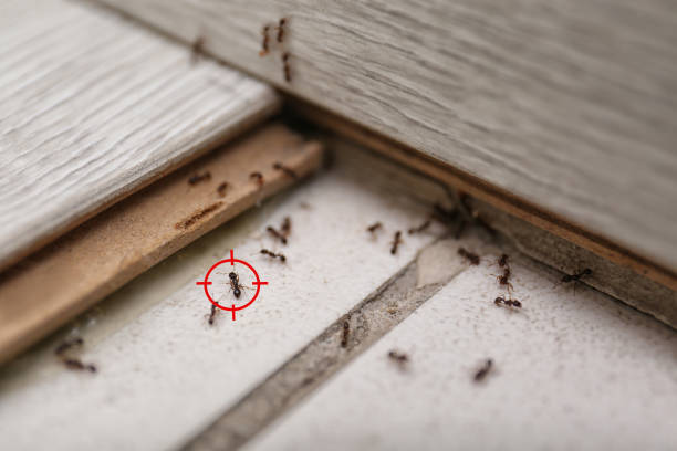 Best Emergency Pest Control  in Sausalito, CA